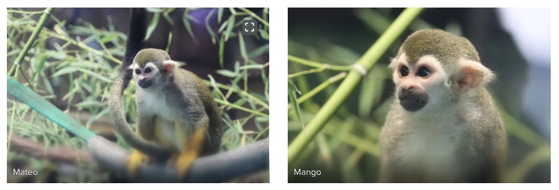 mateo and mango squirrel monkeys